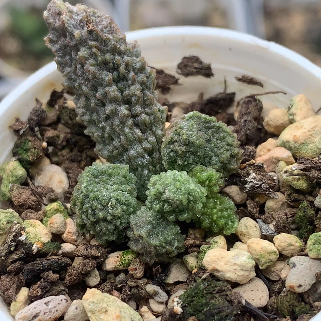 实生水泡一物一拍