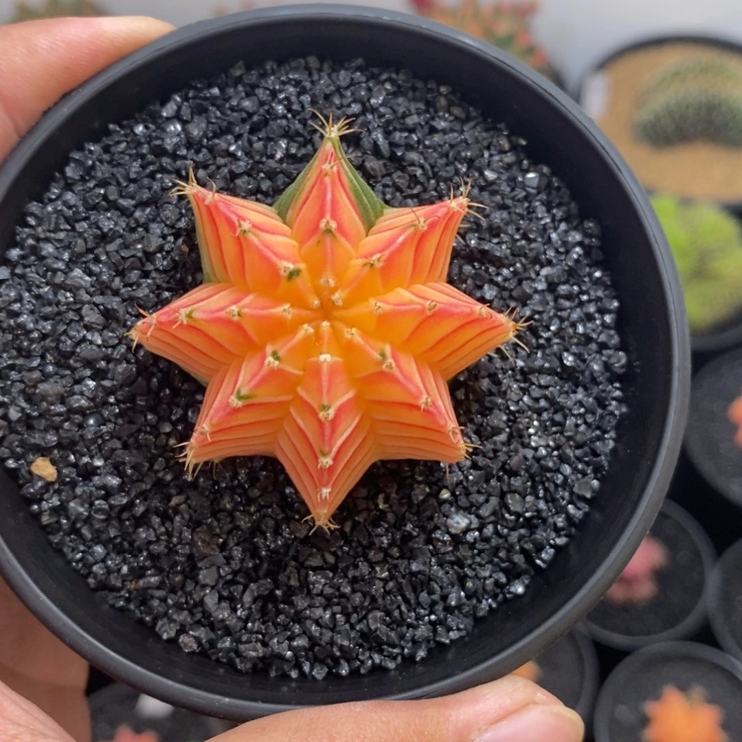 傲***松泰系肋骨锦——脱土发货