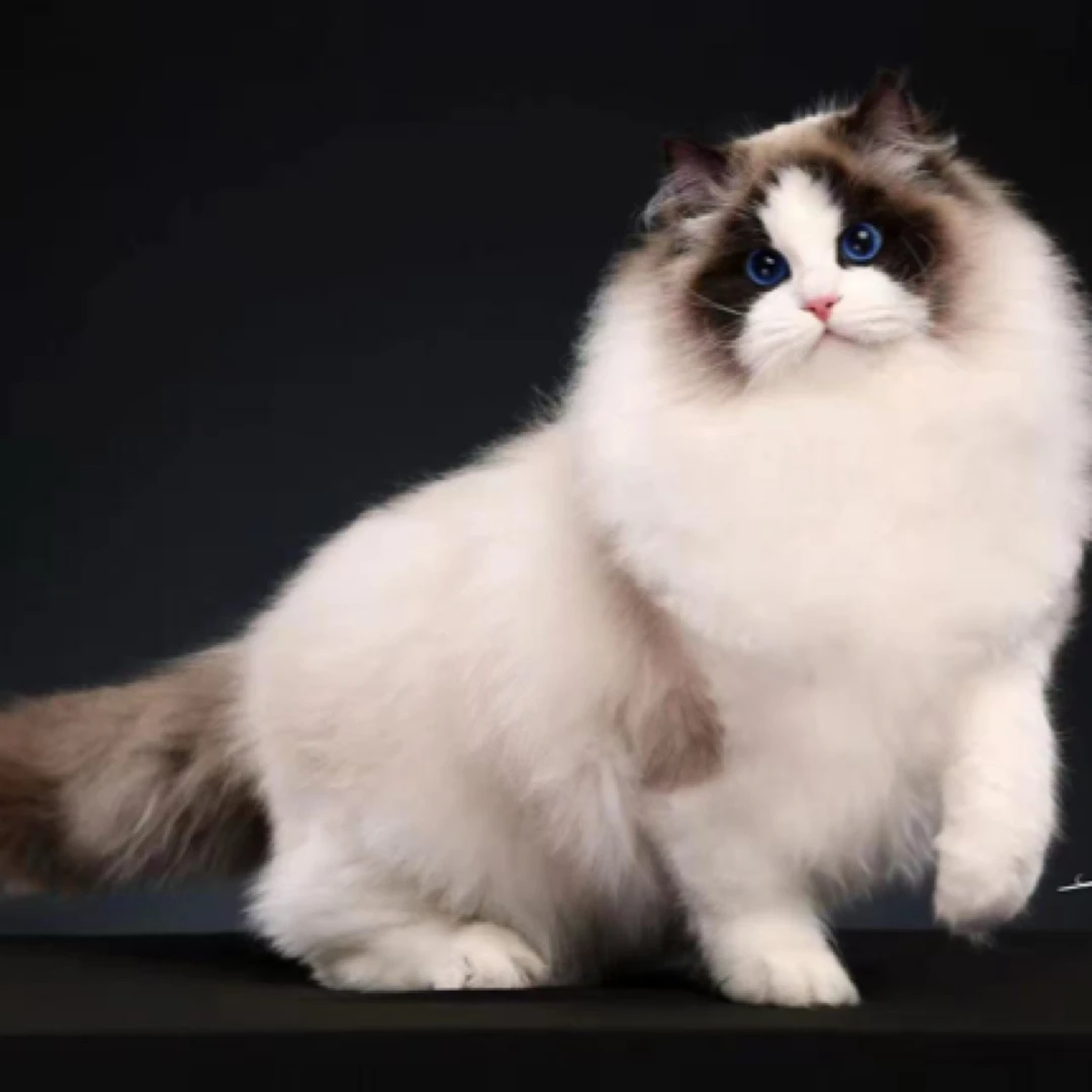 《阿斯兰猫舍》活体专用链接