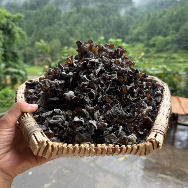 【五子甄选】头茬黑木耳纯天然干货特产肉厚无根口感Q弹有嚼劲