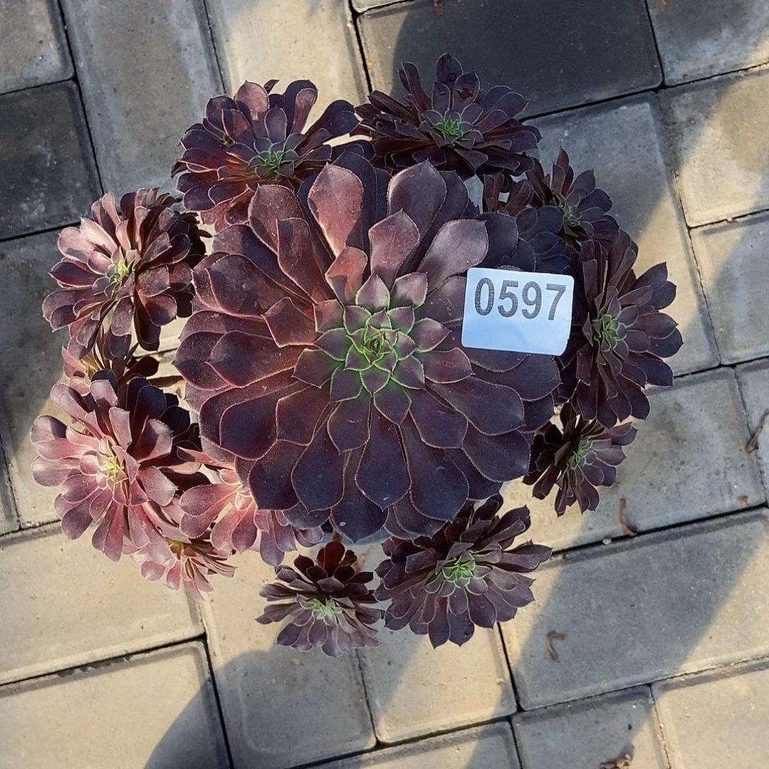 0597黑铜壶33333冠服25左右