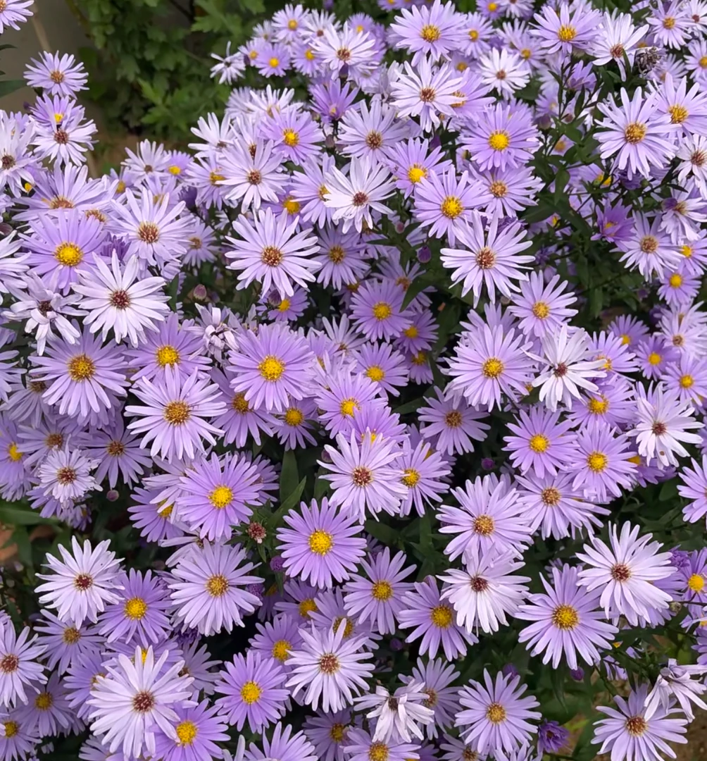 重瓣荷兰菊紫菀小卡罗耐寒盆栽多年生宿根阳台庭院室内外