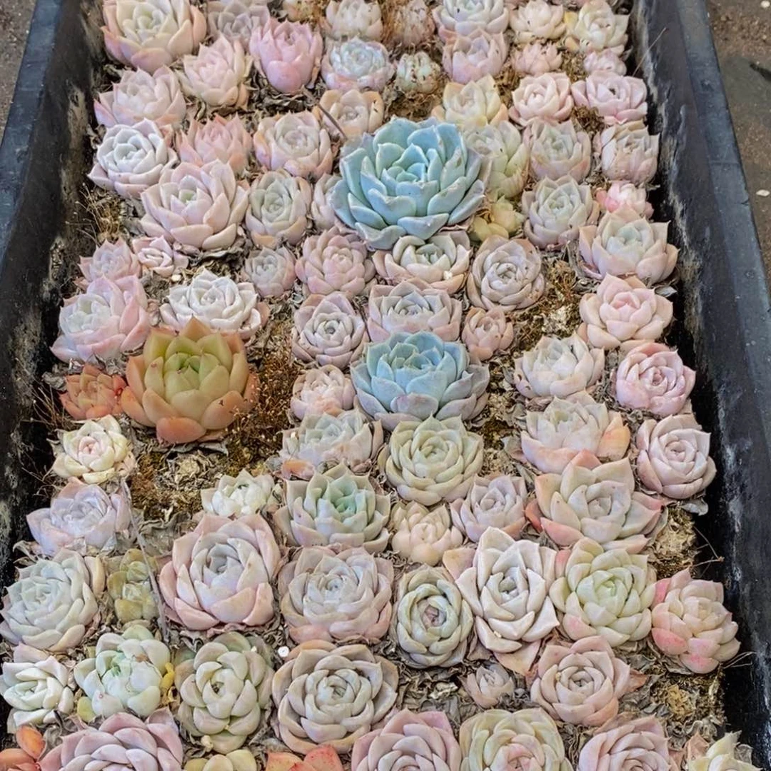 389多肉植物保护研究所所长