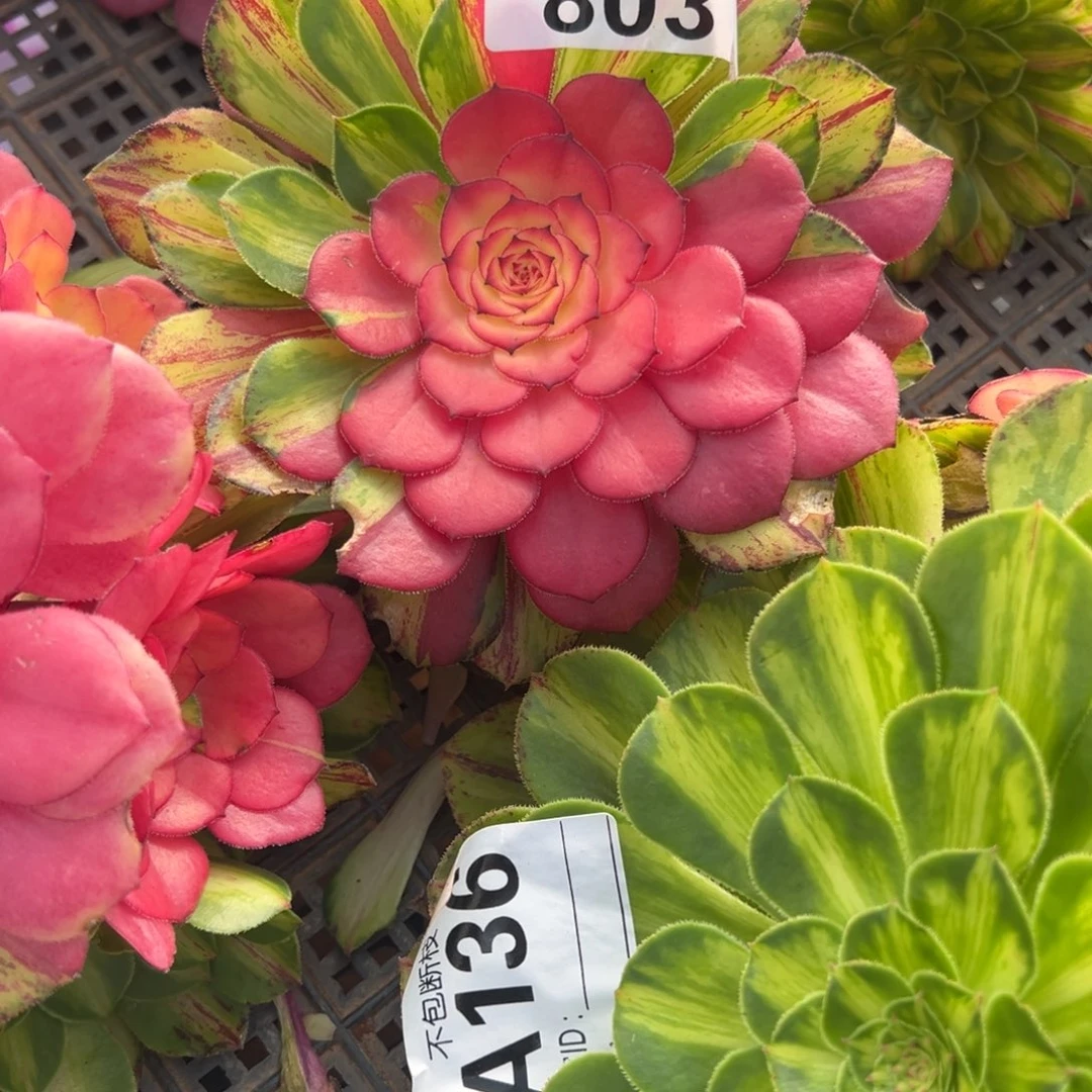 映*精品多肉植物803