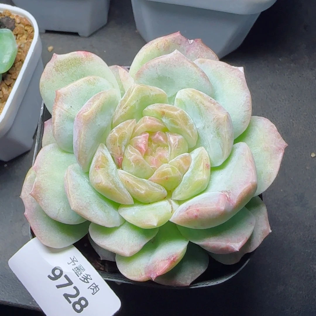 梦幻泡影石化，9728多肉植物