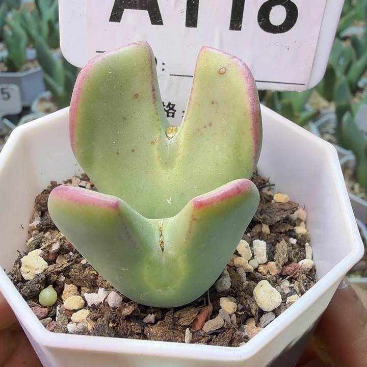 118。满38包邮肉锥