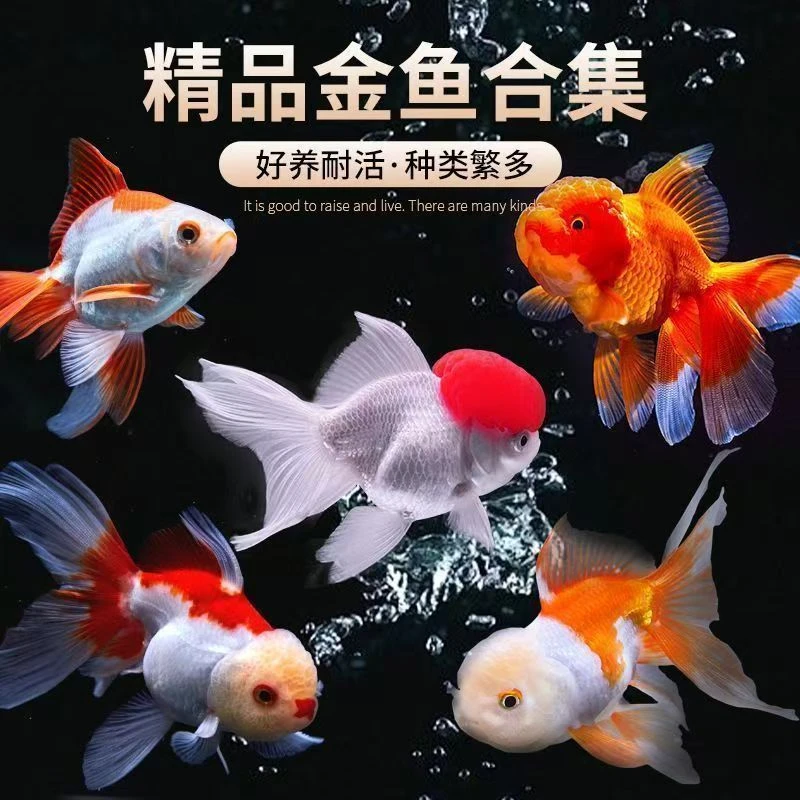 鸿运当头金鱼活鱼冷水鱼观赏鱼鱼苗龙井红帽宠物鱼丹顶国粹淡水