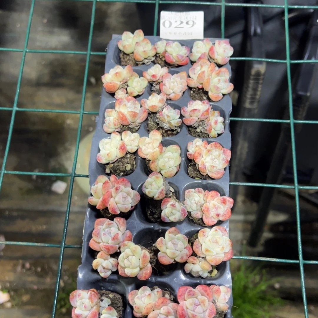 一****029号微瑕疵冰玉福利 不包整散不售后到手21颗