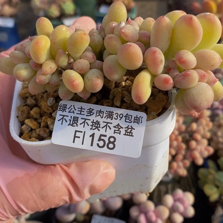 苹果奶缀9cm158多肉植物