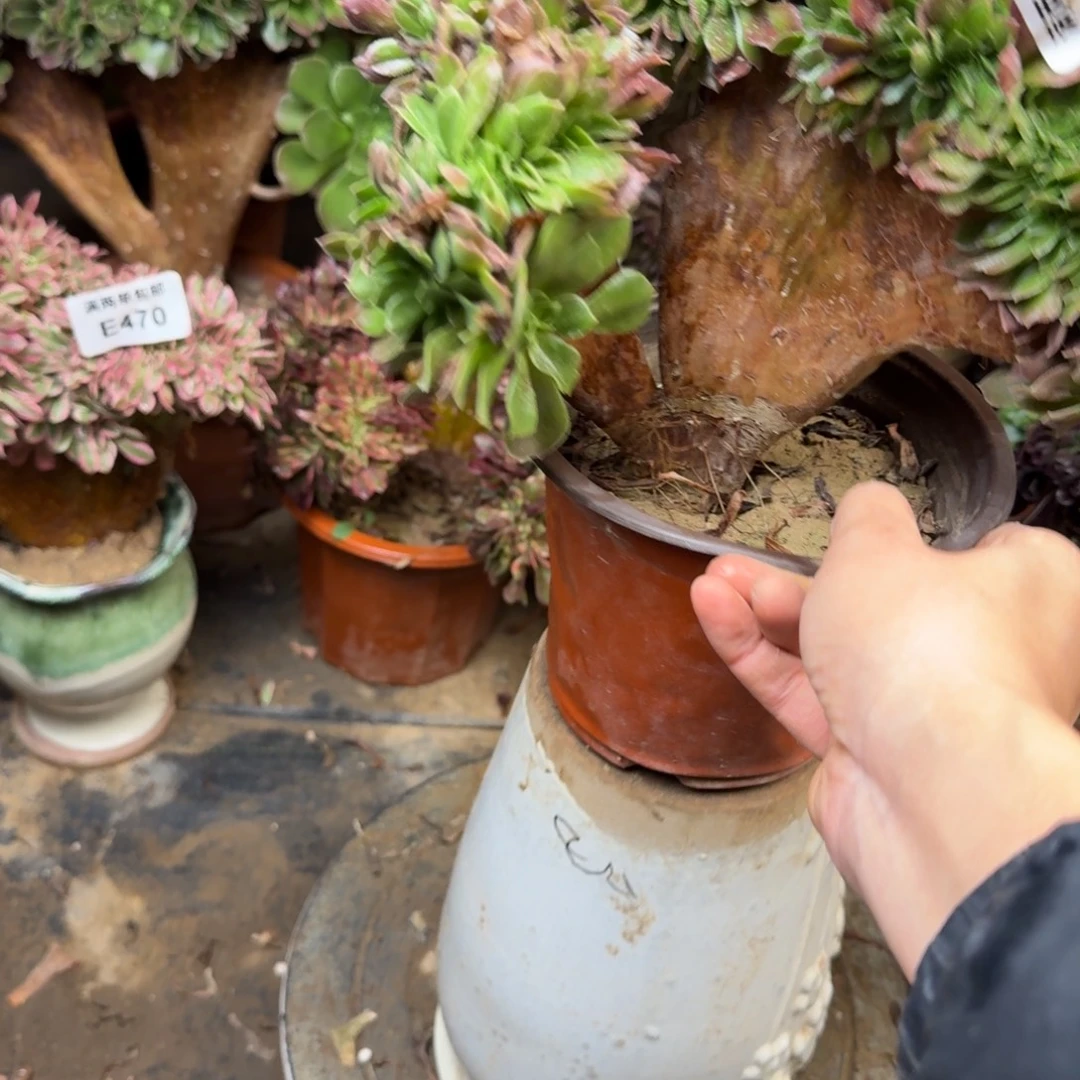 823玫瑰缀化法师多肉