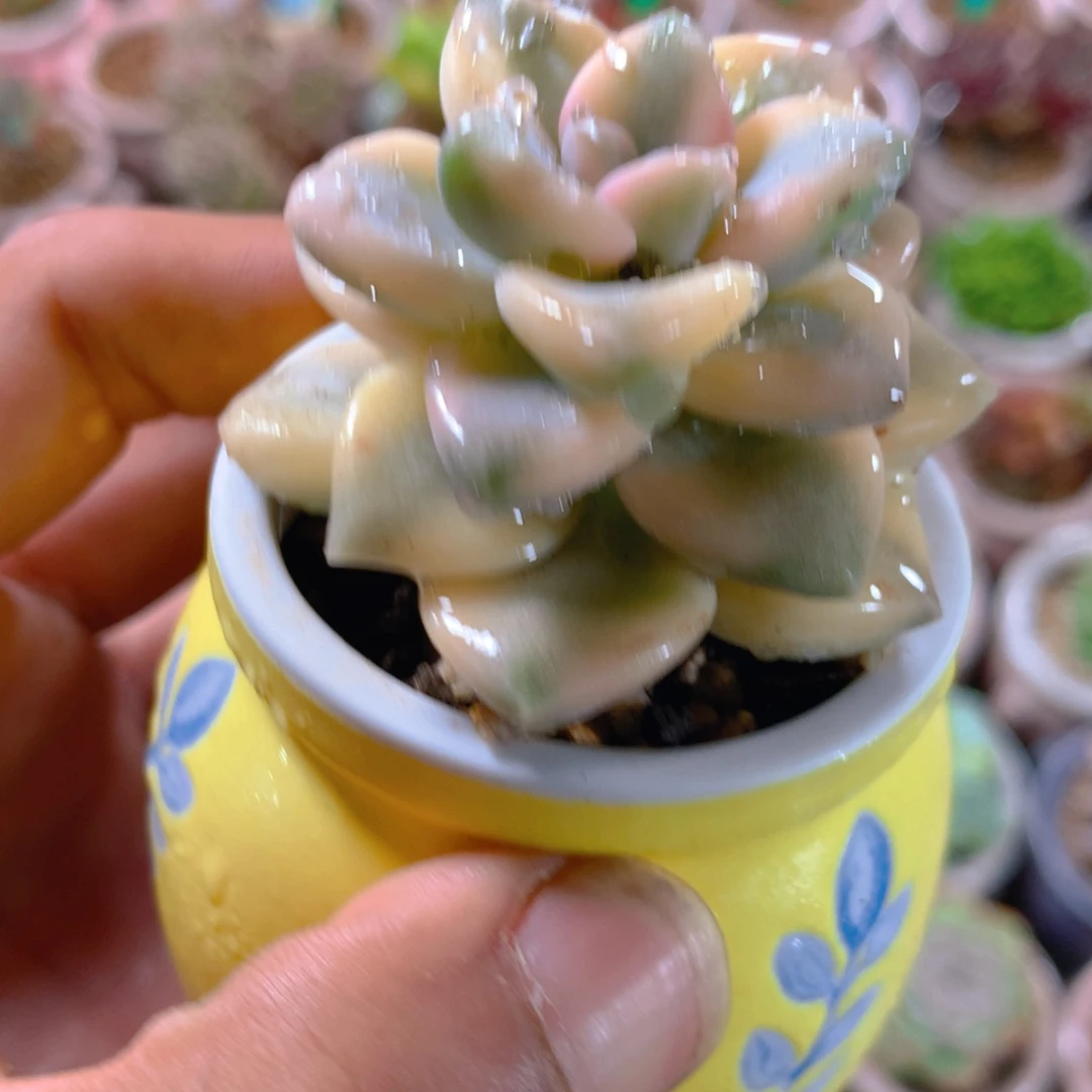 P肉萌萌5cm拇指盆精控多肉HI827