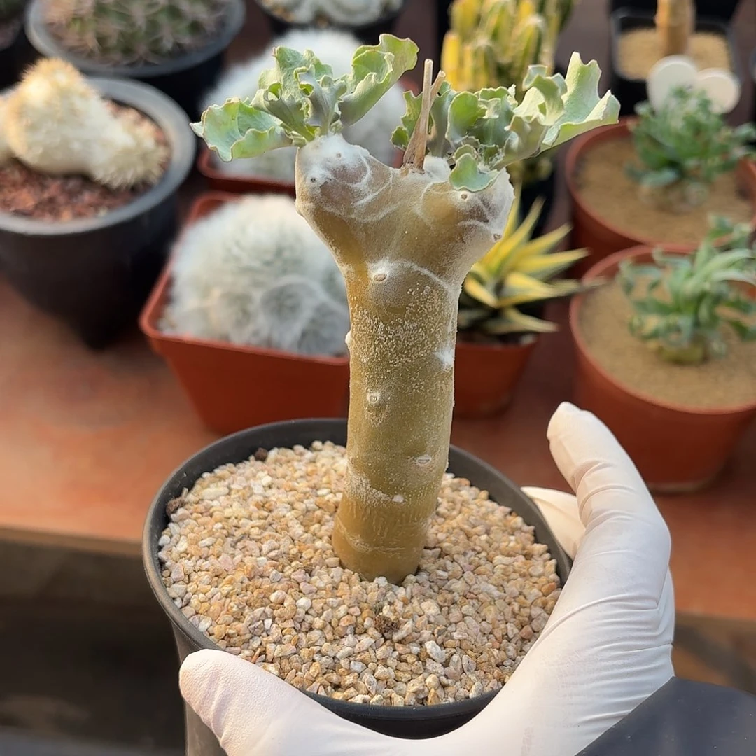 雪露厚墩菊123156