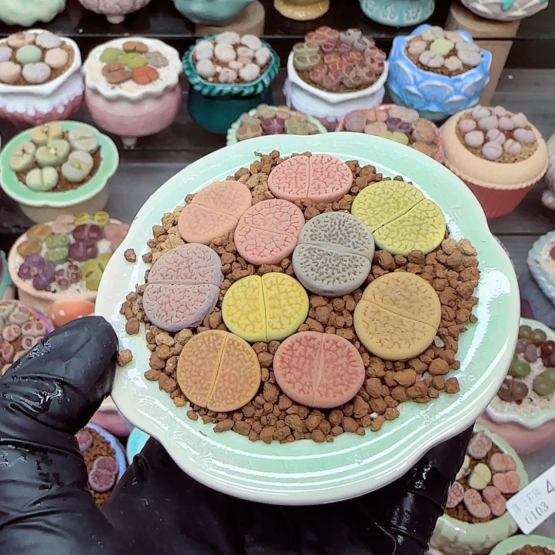 生石花满18包邮0103-57