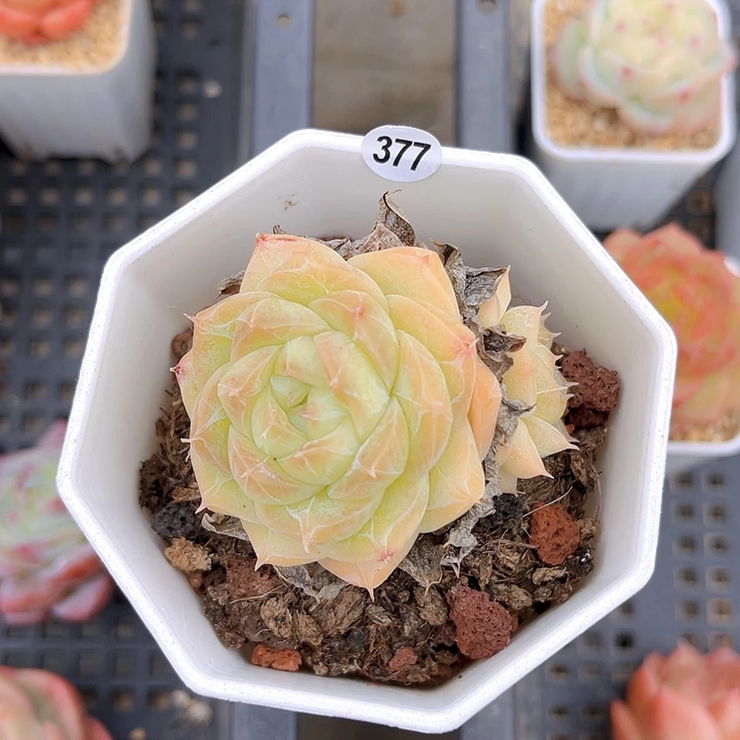 377 一物一拍多肉 夏末精控