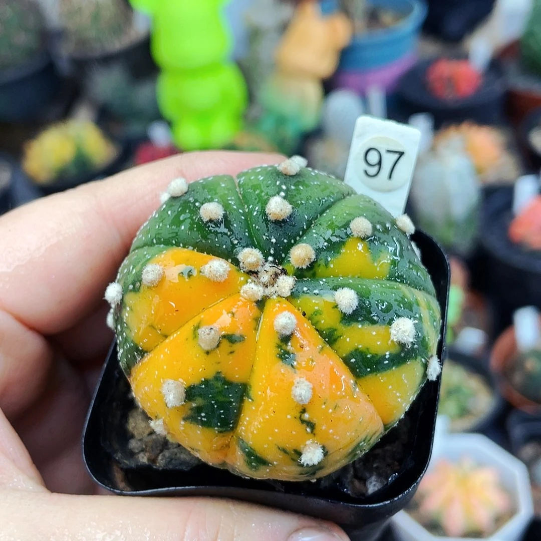 非偏远地区满25包邮仙人球