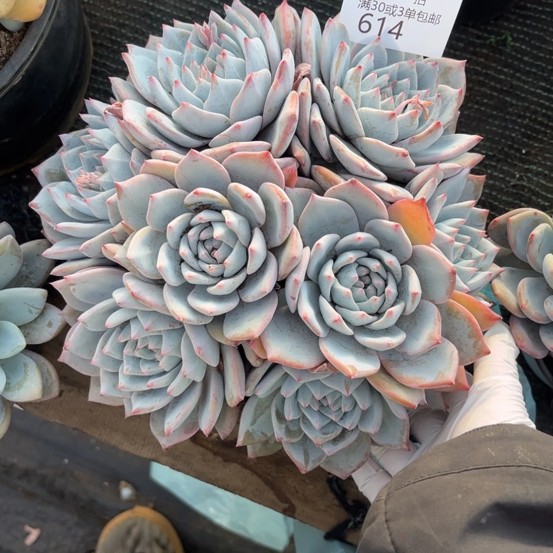 614粉蓝鸟多肉植物～