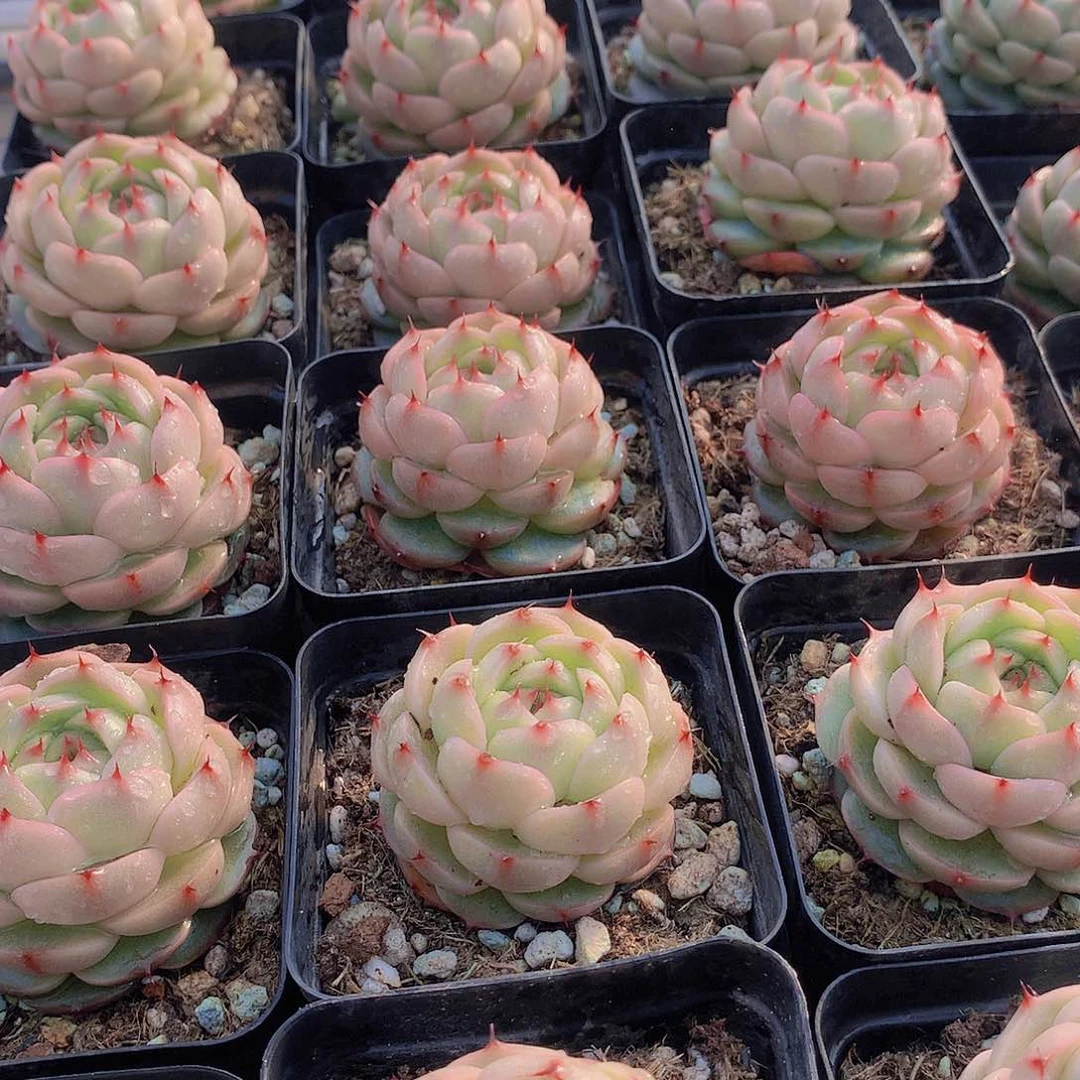 珍妮麦秆24567889990000