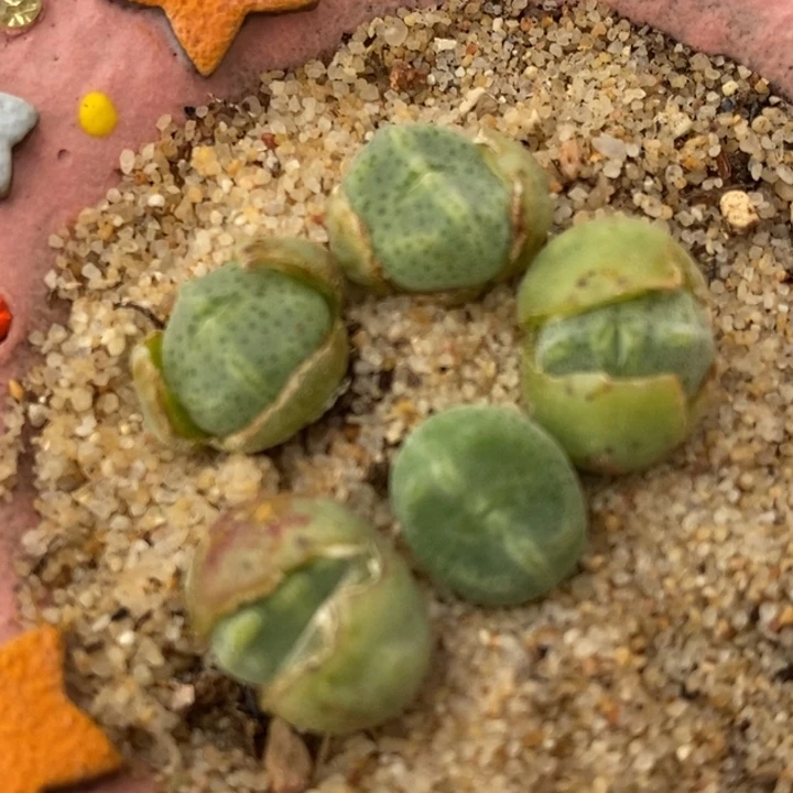 1365鬼脸绿豆糕1颗