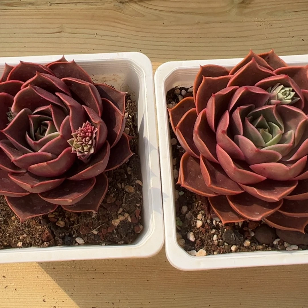 红灯。白盆脱土887878777