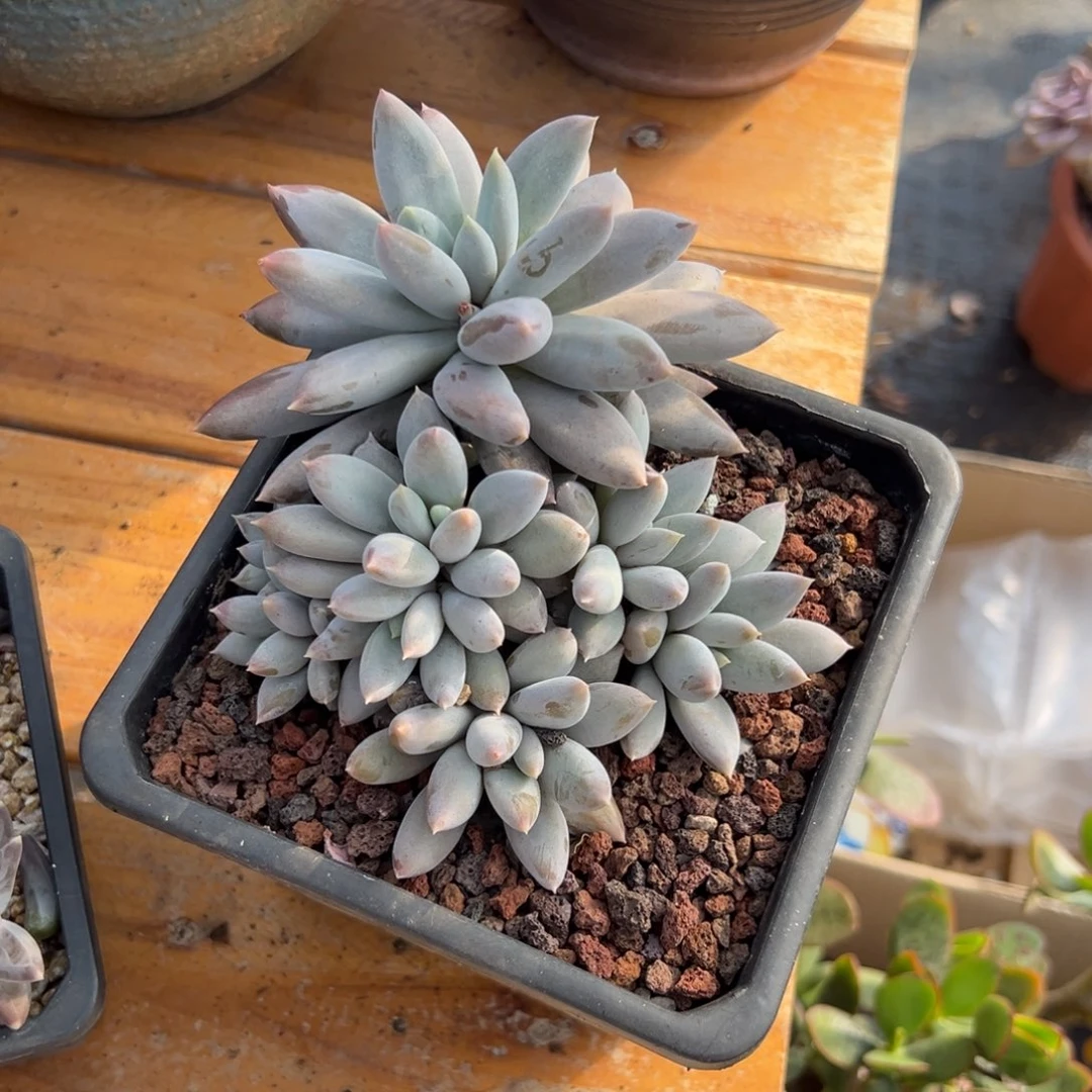 多肉哥特【非偏远地区满18包邮】