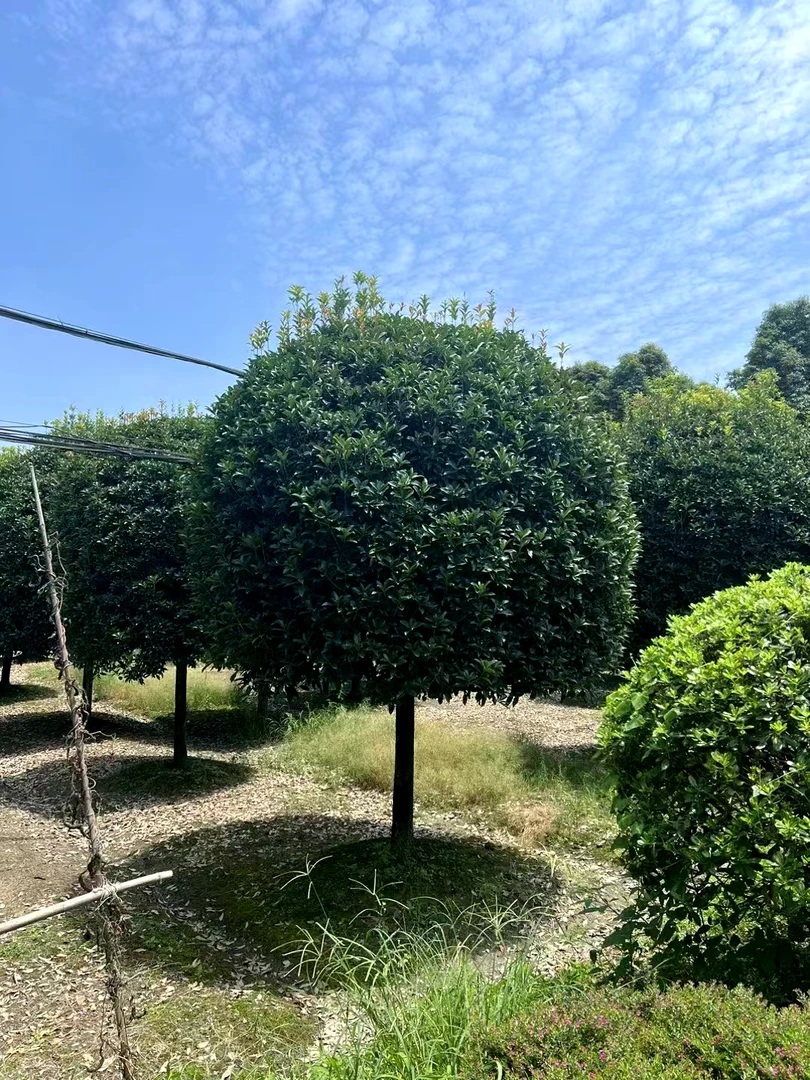 大型庭院原生地栽盆栽桂花树八月桂金桂四季桂丹桂