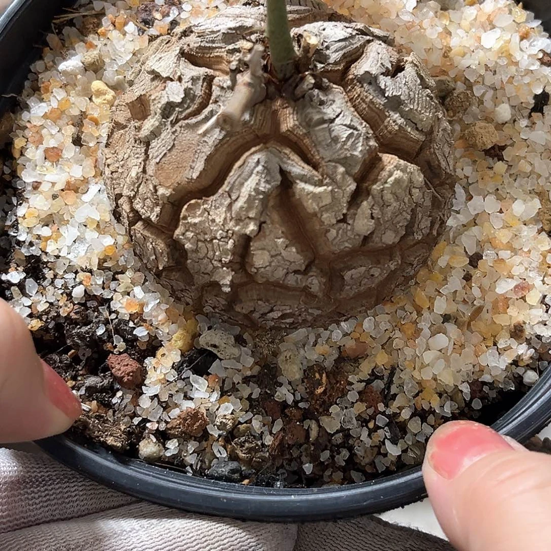 N***d潮流植物龟甲龙福利