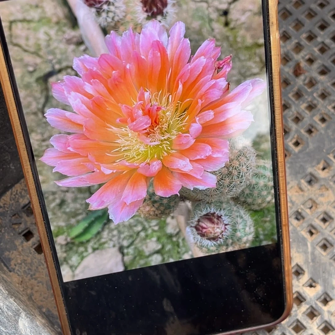 史蒂夫无根侧芽4公分左右