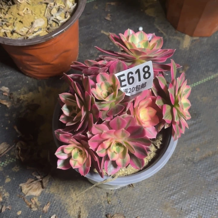 瑞妈一物一拍618