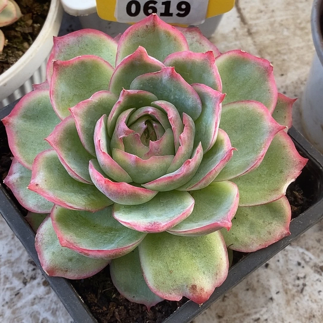 619侧影玫瑰哈哈哈哈哈