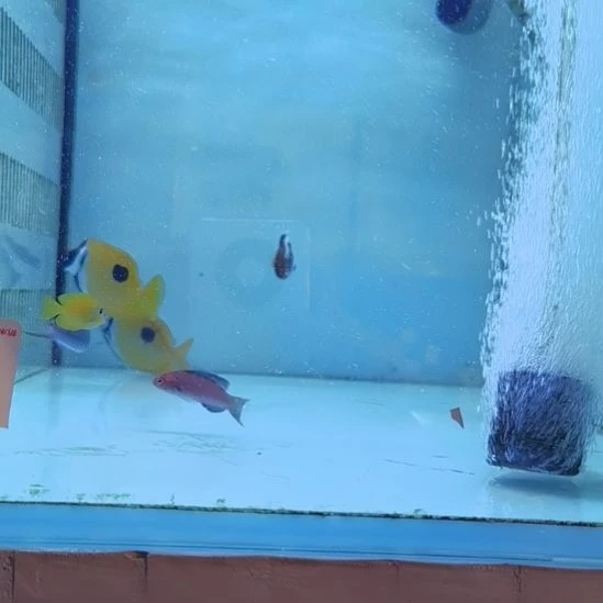 狐狸一条海水鱼那片海