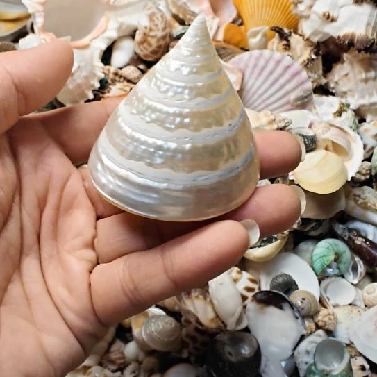 石材天然海螺贝壳