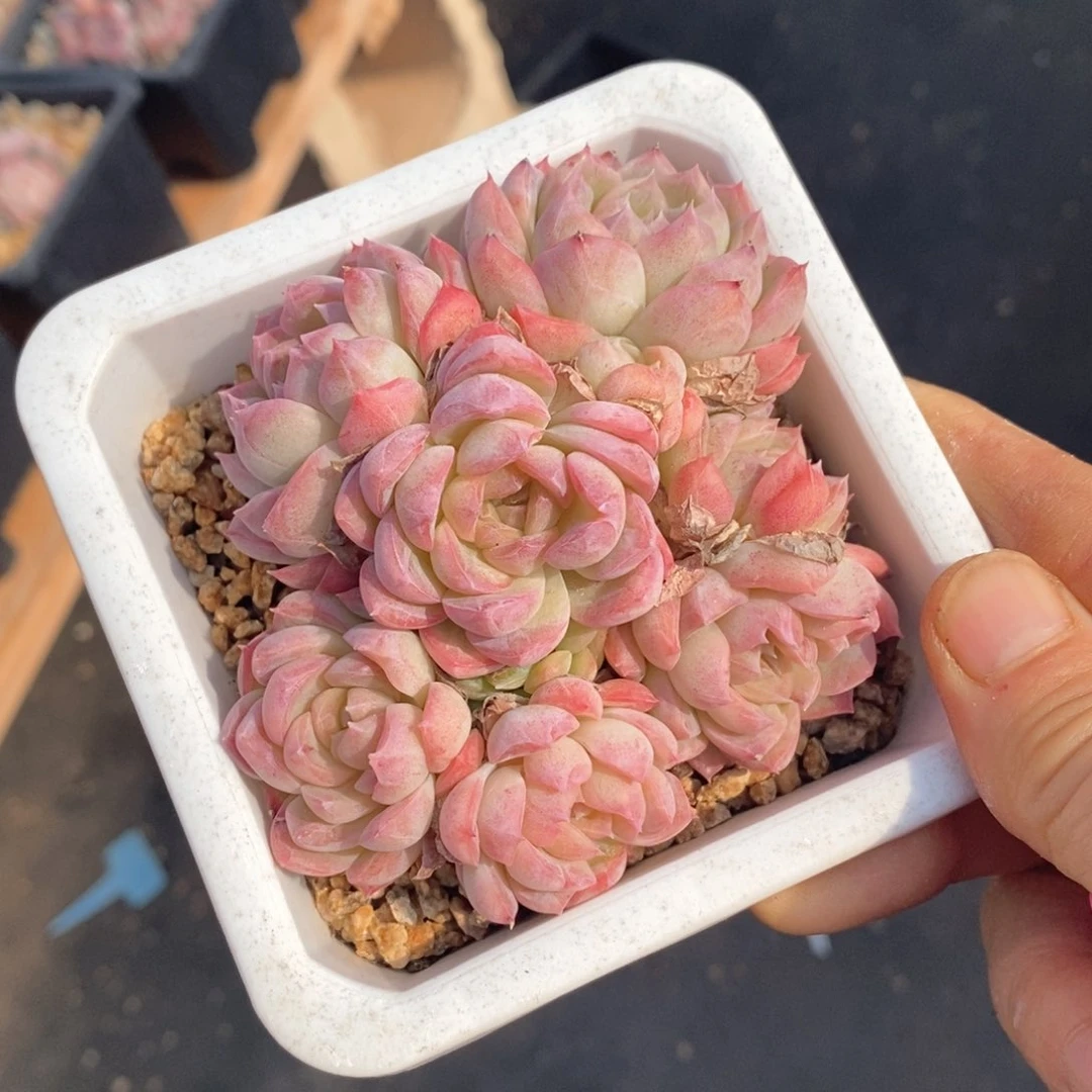 精品多肉一物一拍不包整188