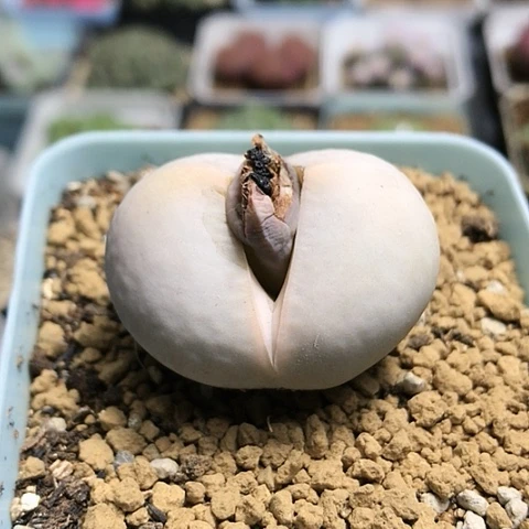 多肉肉锥 3.8Cm 高尔夫