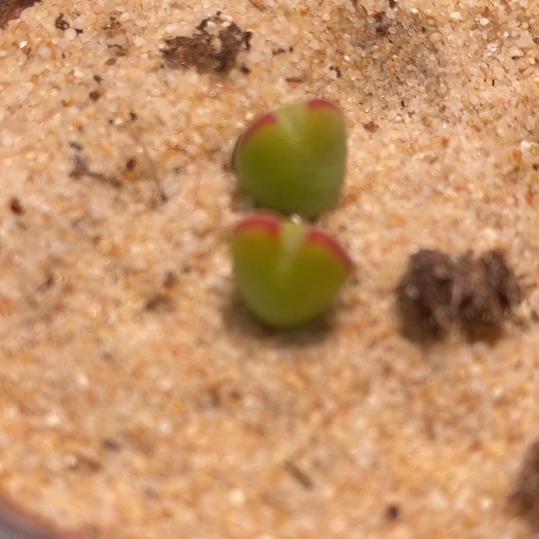 2215将杂琥珀一颗。