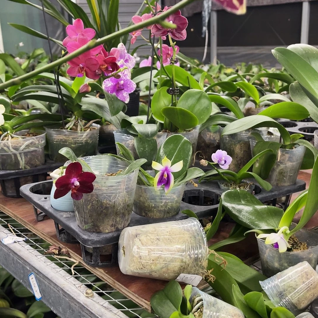 当前无花栽培后可以开花M****清蝴蝶兰实生开花株