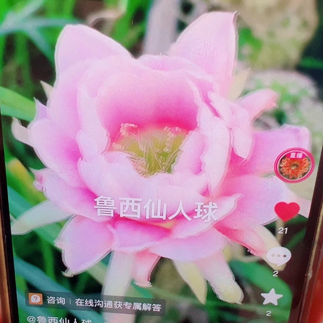 丽花 蜡牡丹 侧芽 满20包邮