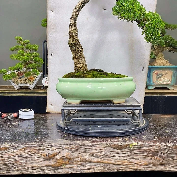 无花朵黄杨盆景四季常青