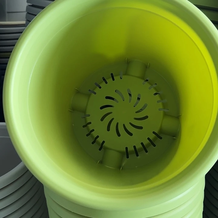 四季5号果绿无托6个特价微瑕