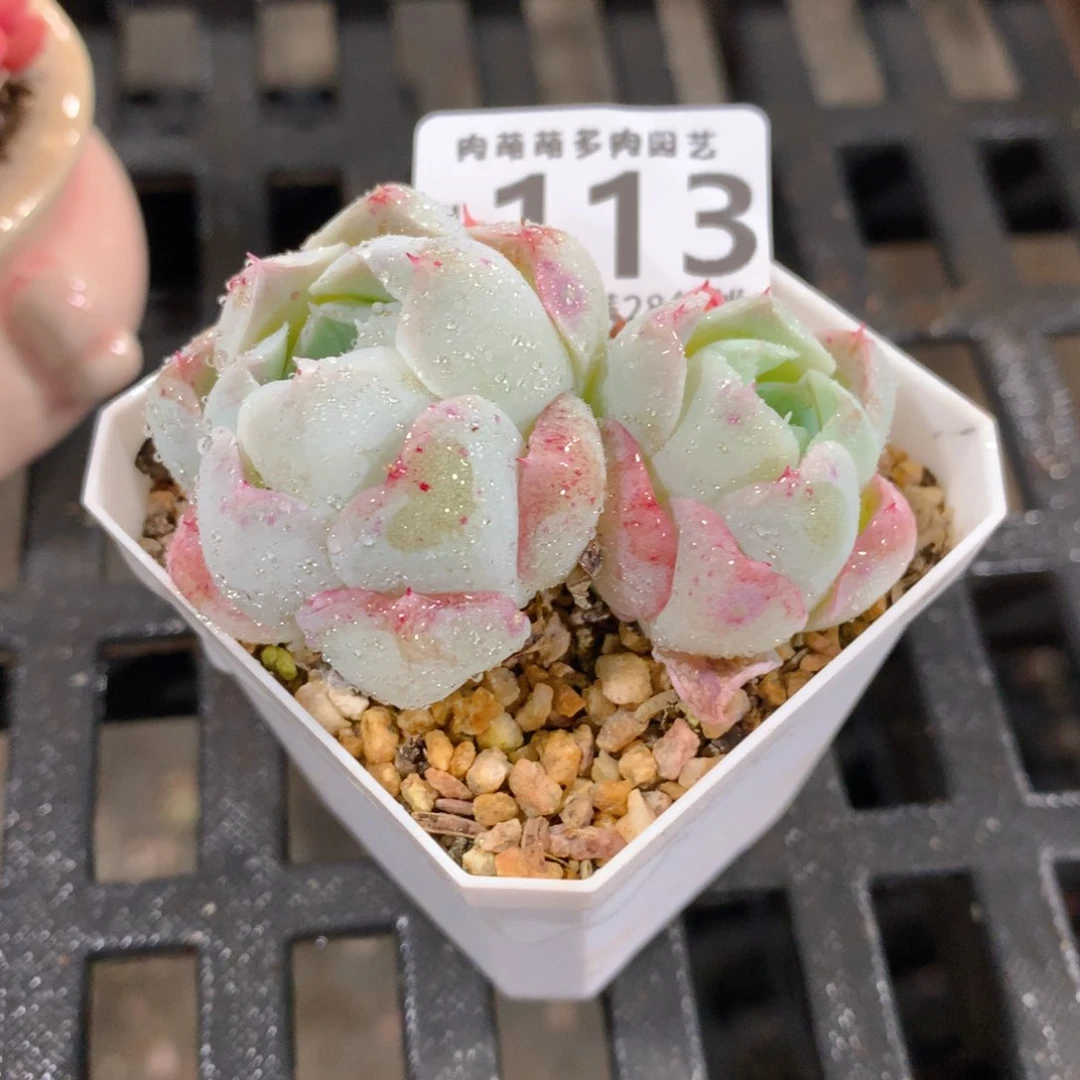 肉萌萌拇指盆精控多肉ZI113