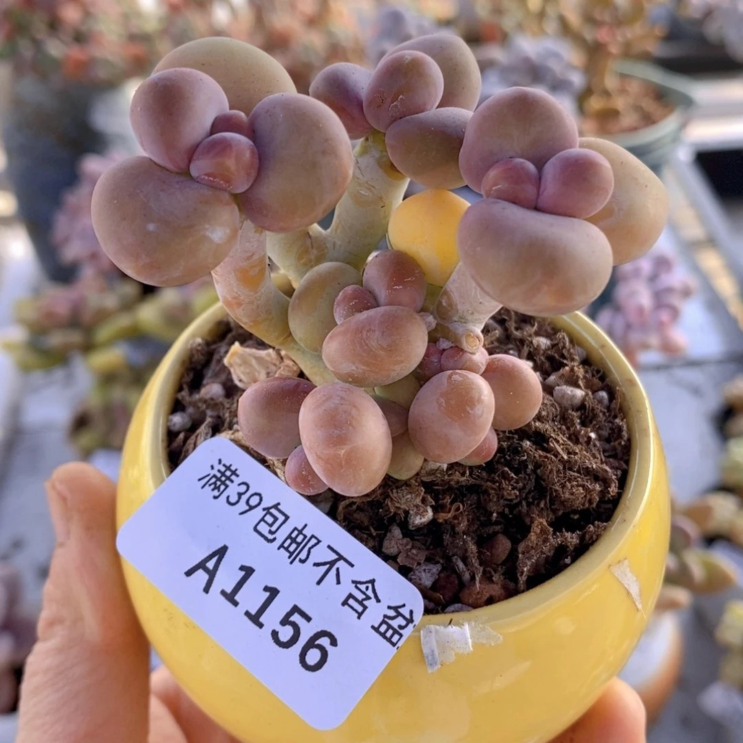 kk奶6cm1156多肉植物