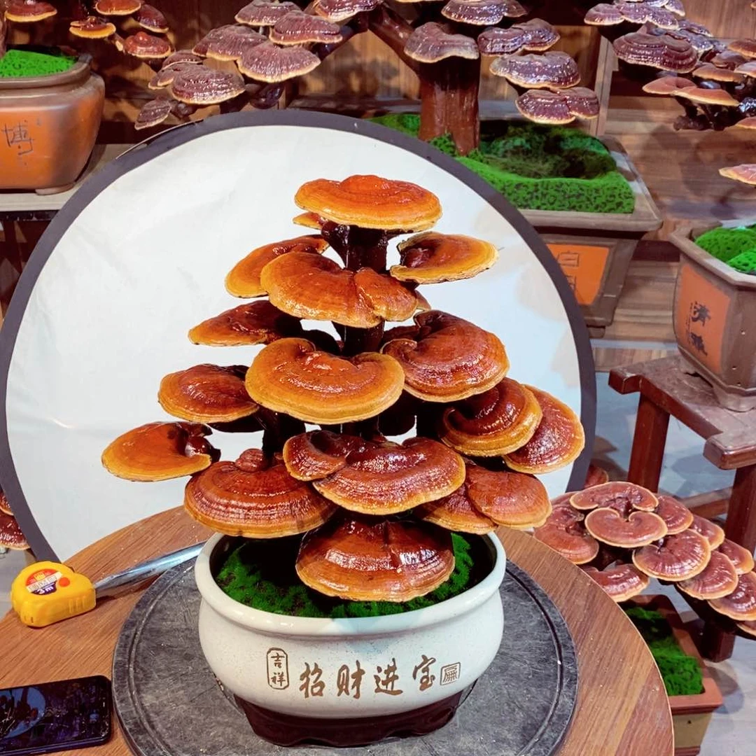 支*发财树发财树发财树