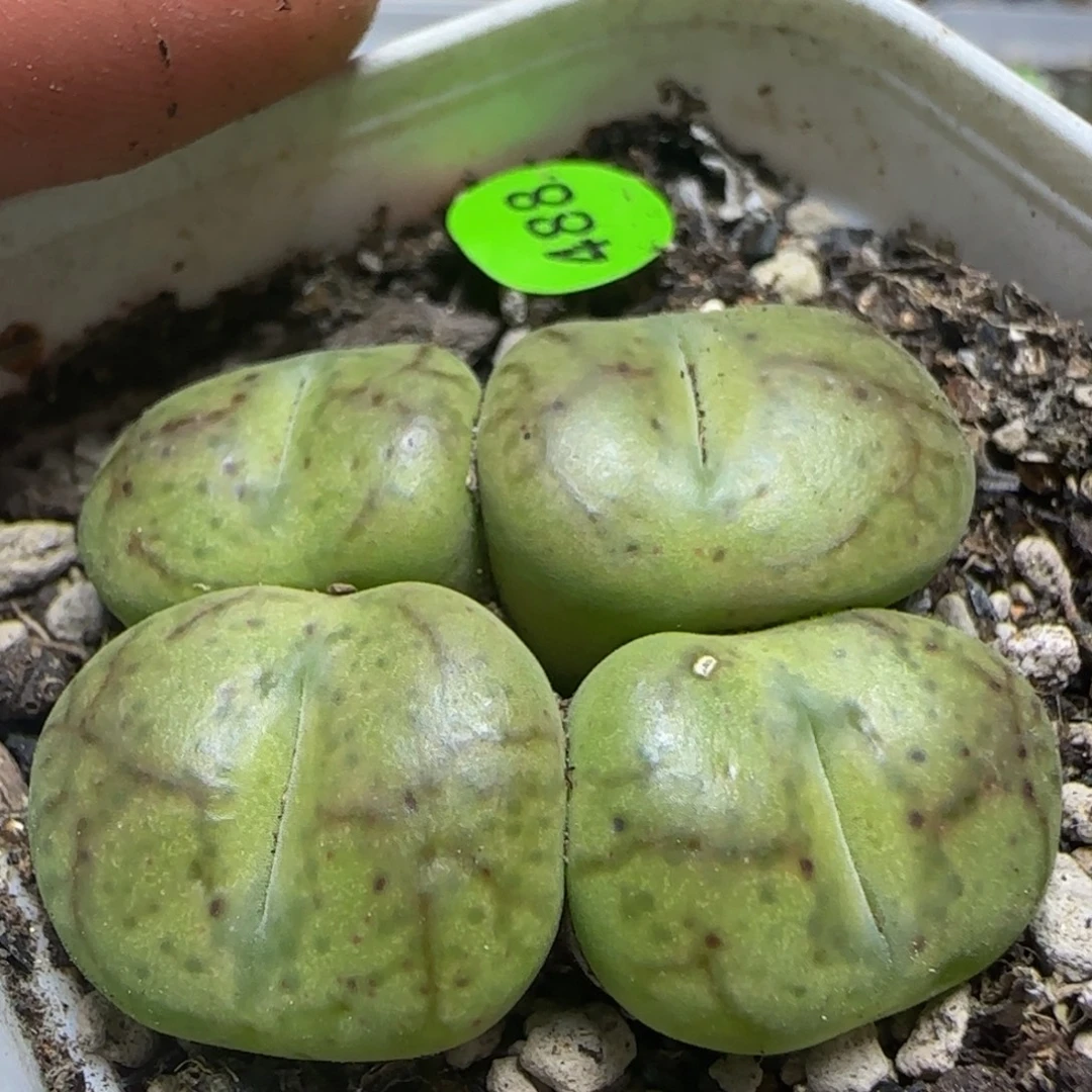 巨无霸杂交多肉植物488