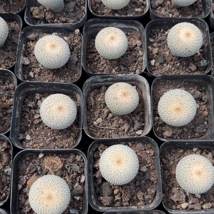 完全开放实生月世界皮实好养