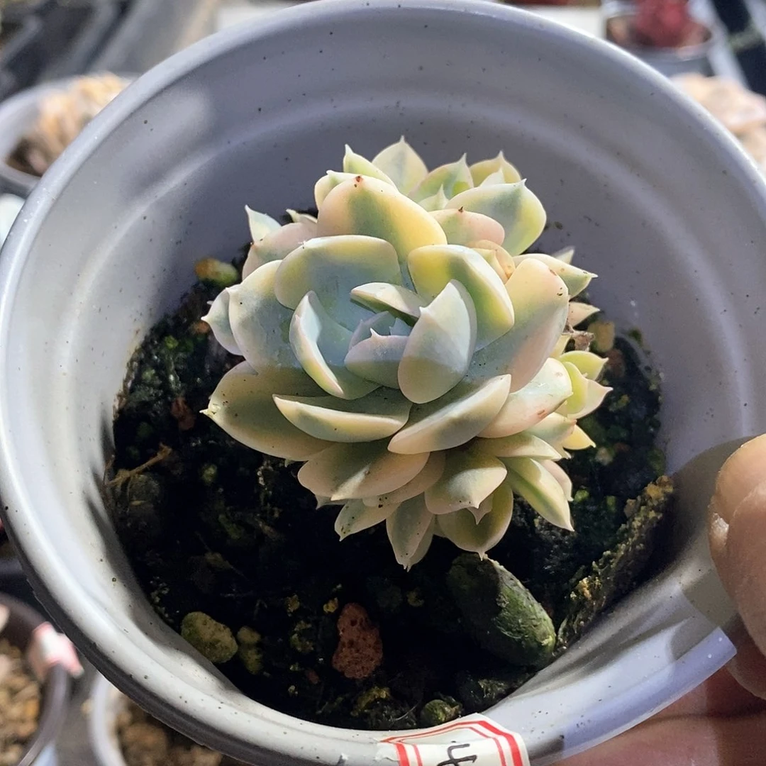 A746精美多肉鲁氏黄覆轮锦5头