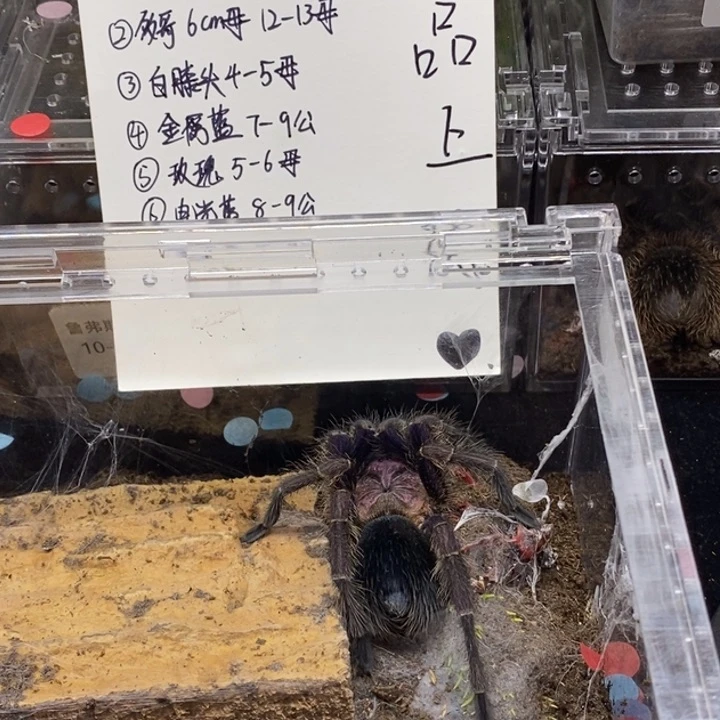 哥伦比亚蓝尾颜色鲜艳