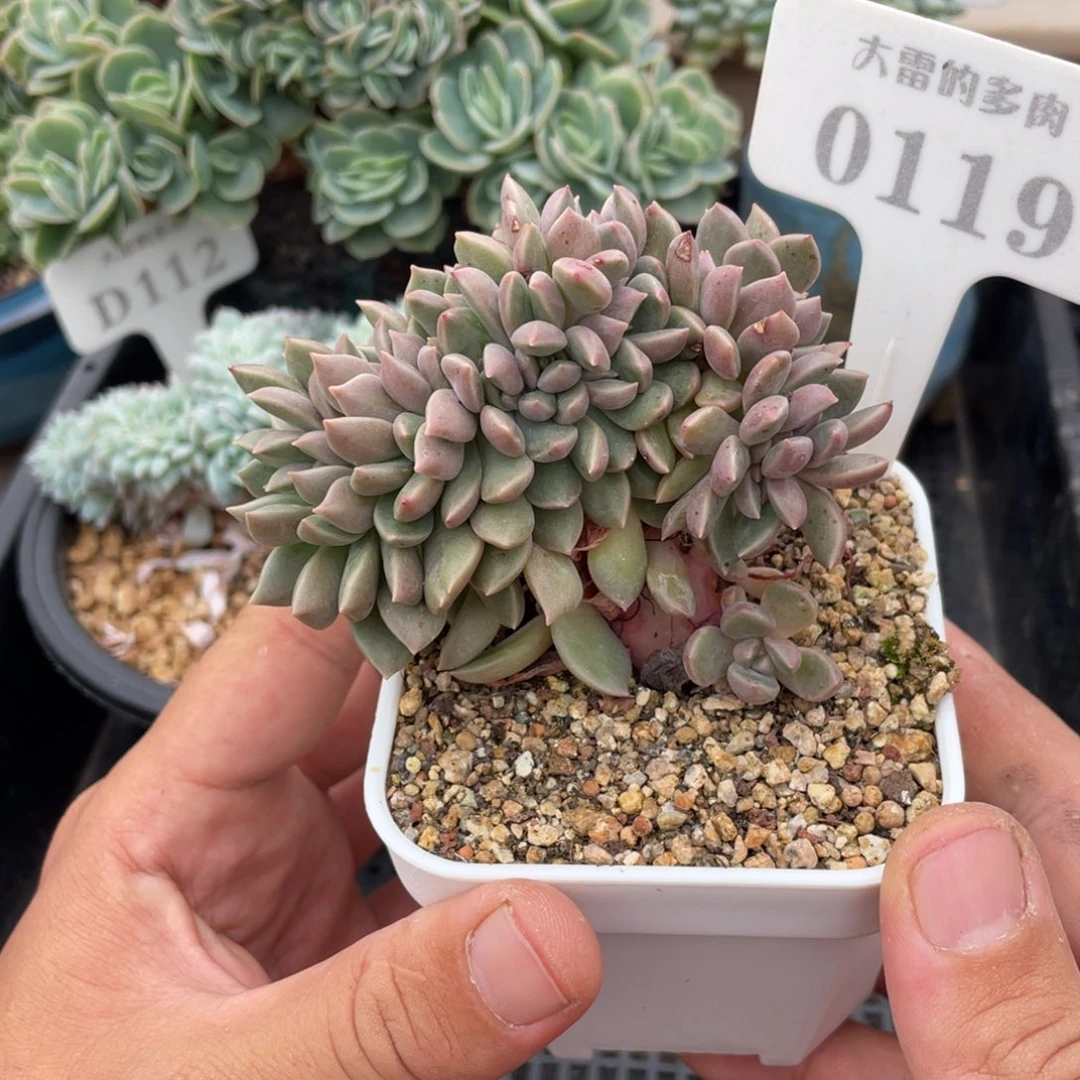 0119璀璨不带盆9厘米