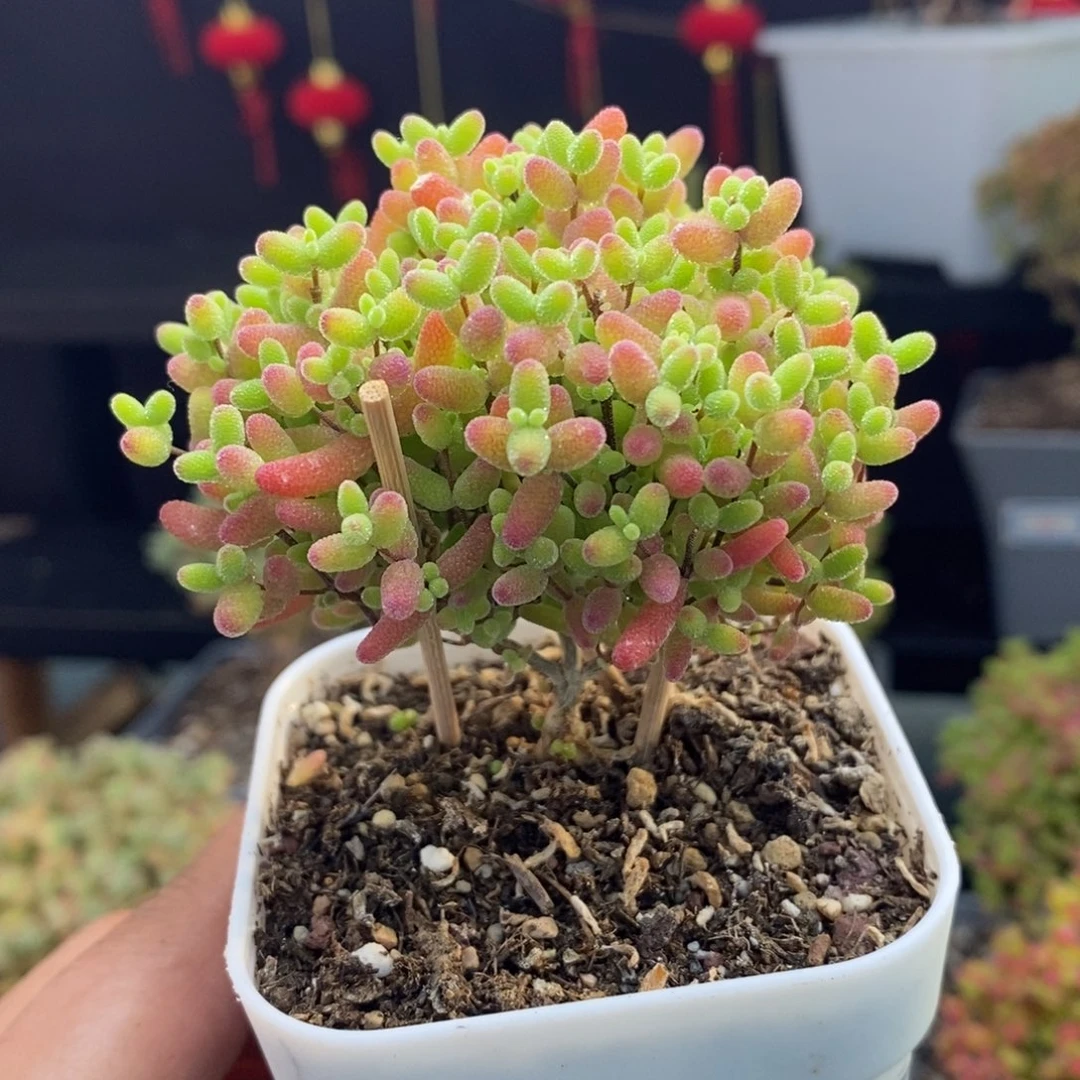 ❤️****1046号蜜橘糖球枝干多肉