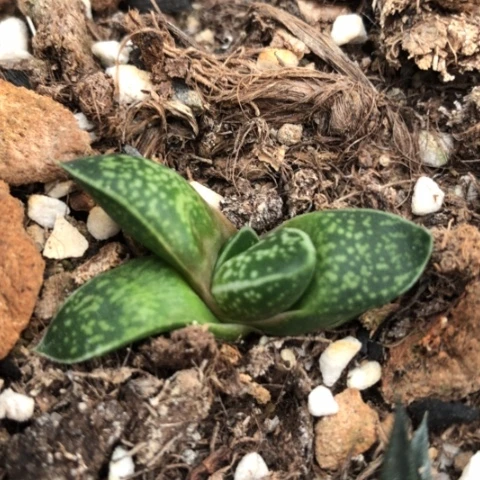 龙虎霸旋转蜗牛蜗牛