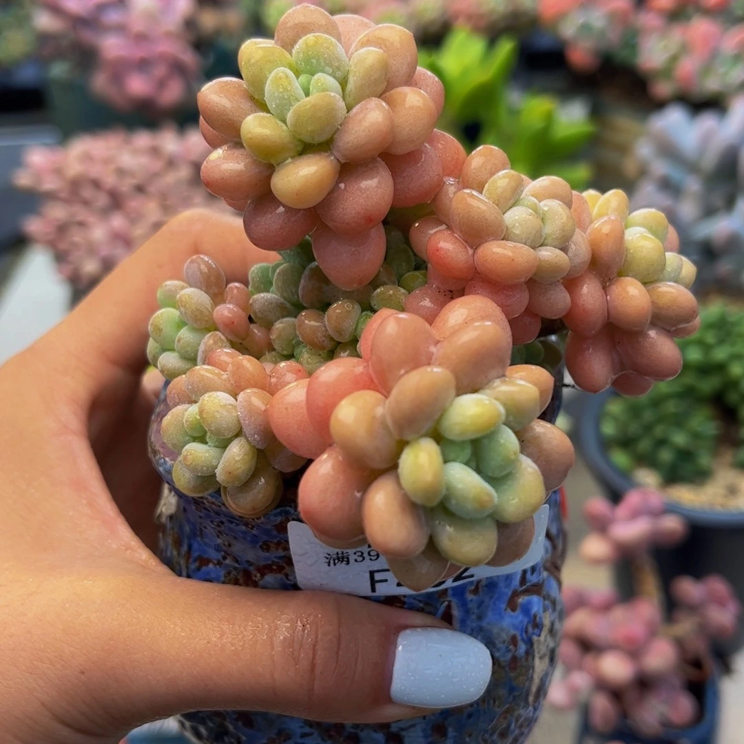 452-洛可可多肉6cm
