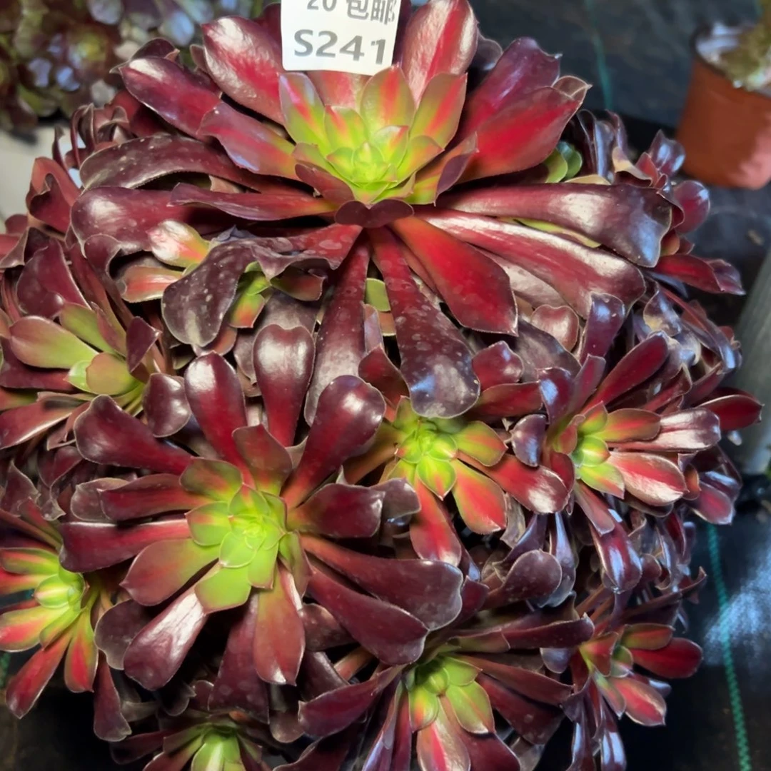 241夕阳，多肉法师